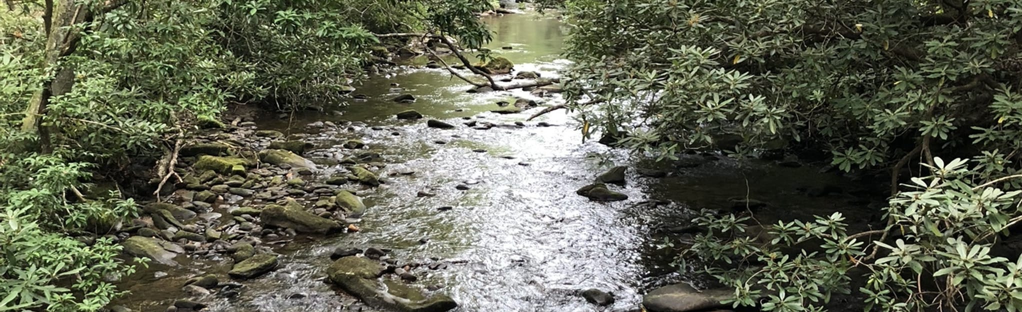 Trace Ridge to North Mills River Trail, North Carolina 146 Reviews