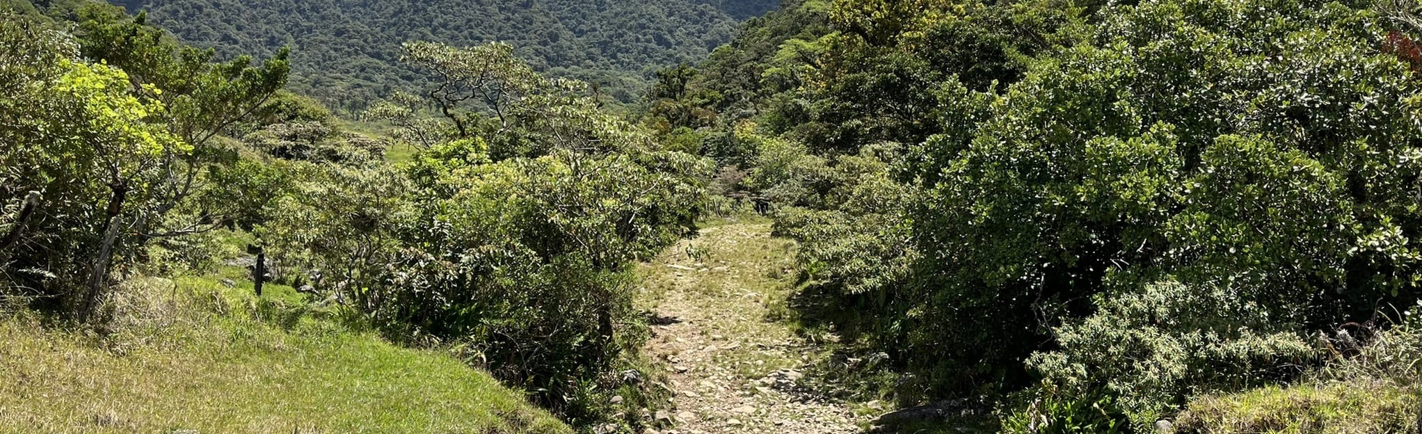 El Pianista Trail 328 foto provincia di Chiriquí, Panama AllTrails