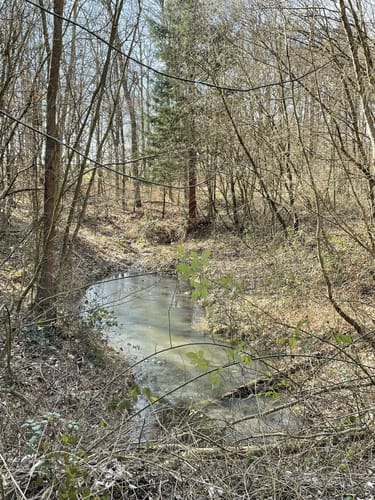 Pfahlhofwald