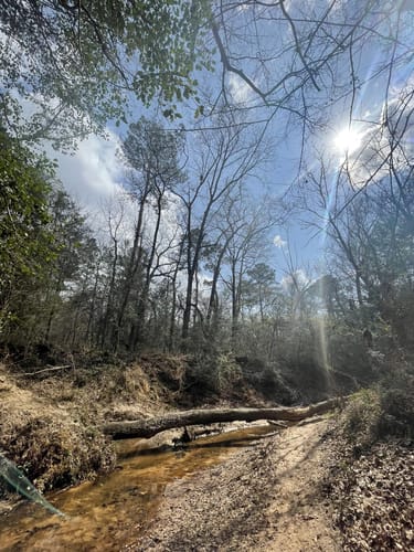 De 10 beste routes in Sam Houston - EyJidWNrZXQiOiJhc3NldHMuYWxsdHJhaWxzLmNvbSIsImtleSI6InVwbG9hZHMvcGhvdG8vaW1hZ2UvNDUwNjAzNTAvZTg5ZDg3OWMzN2JhNGNjZDVmMTdkMDYxZDY4Y2YwY2QuanBnIiwiZWRpdHMiOnsidG9Gb3JtYXQiOiJqcGVnIiwicmVzaXplIjp7IndpZHRoIjo1MDAsImhlaWdodCI6NTAwLCJmaXQiOiJpbnNpZGUifSwicm90YXRlIjpudWxsLCJqcGVnIjp7InRyZWxsaXNRdWFudGlzYXRpb24iOnRydWUsIm92ZXJzaG9vdERlcmluZ2luZyI6dHJ1ZSwib3B0aW1pc2VTY2FucyI6dHJ1ZSwicXVhbnRpc2F0aW9uVGFibGUiOjN9fX0=