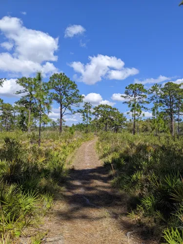 Best Hikes and Trails in Lake Kissimmee State Park | AllTrails