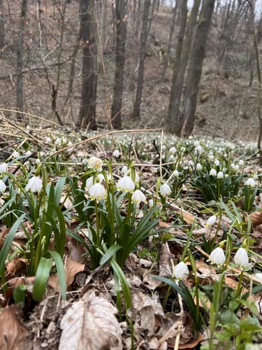 Märzenbechertal von Landgrafroda über Alexanderstrasse