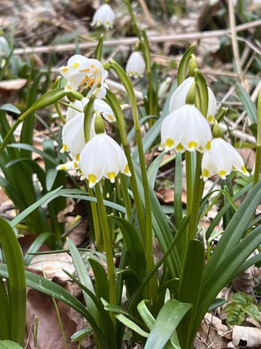 Märzenbechertal von Landgrafroda über Alexanderstrasse