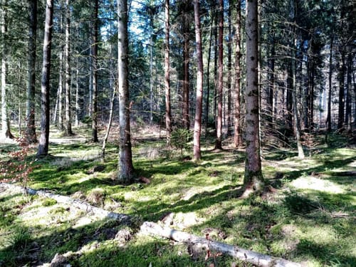 Hildrizhausen Rundweg