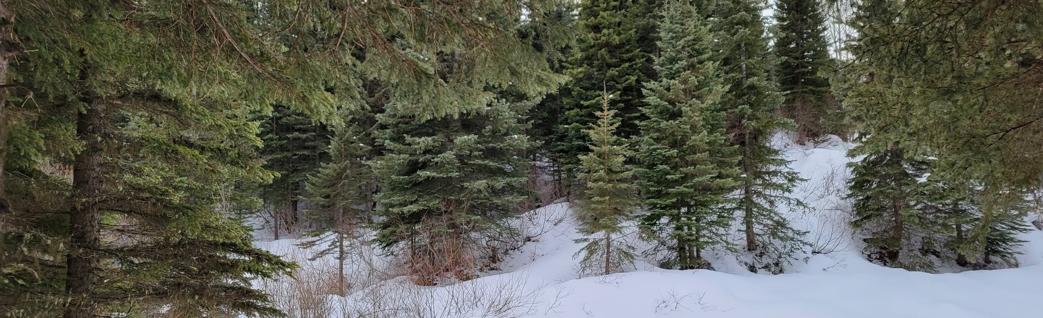 Birchleg and Sawdust Loop 12 Fotos British Columbia, Kanada AllTrails