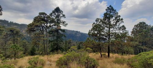 Las mejores rutas para acampar en Parque Nacional Desierto de los Leones en  2023 | AllTrails