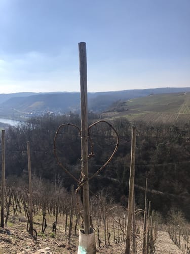 Thoernicher Ritsch