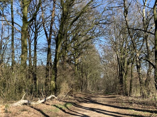 Hesingen/Hezingerveld/Springendal Blauwe Wandelroute