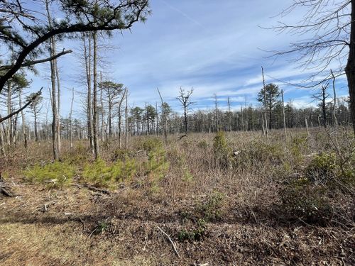 Best 10 Hikes and Trails in Michaux State Forest | AllTrails