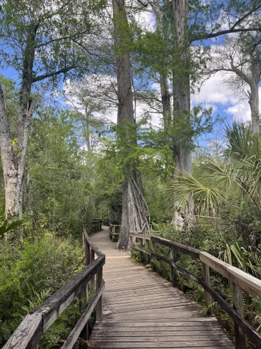 Best Hikes and Trails in Fakahatchee Strand Preserve State Park | AllTrails