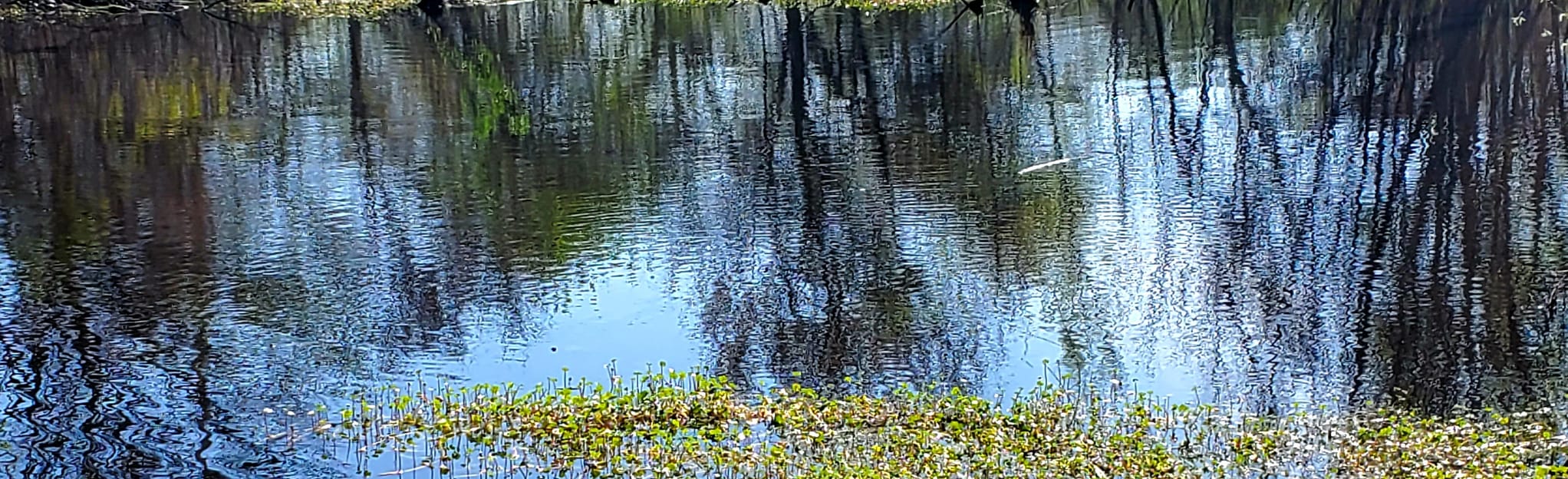 Audubon Adventure Trail, Louisiana 28 Reviews, Map AllTrails