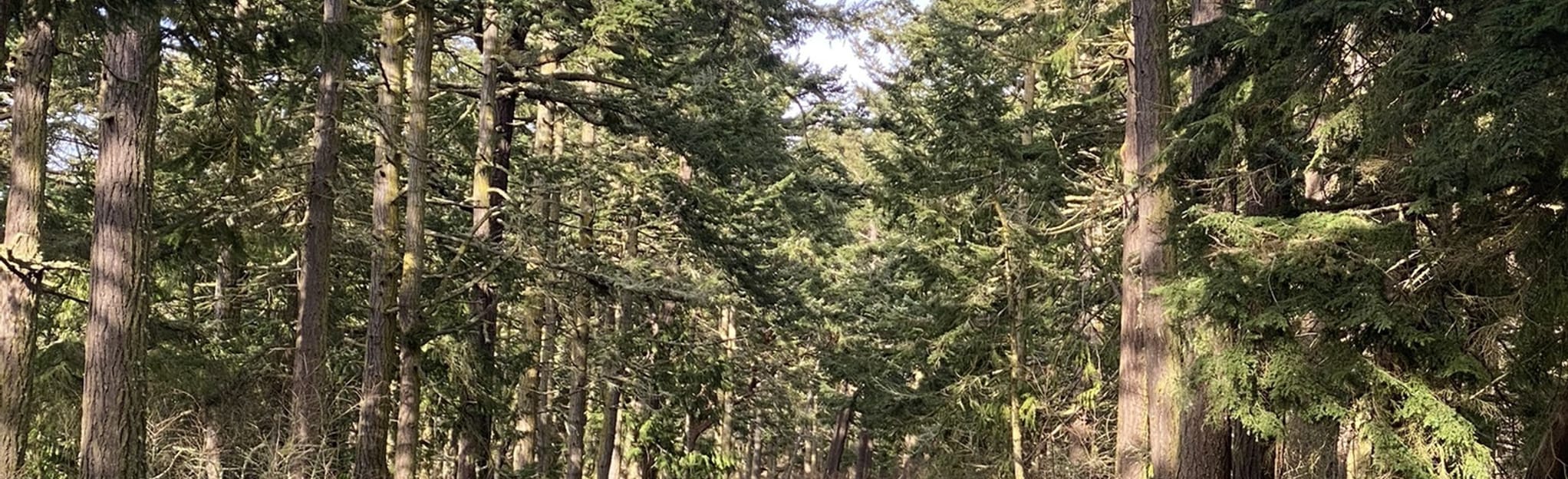 Kyle's Kettle Trail 18 Reviews, Map Washington AllTrails