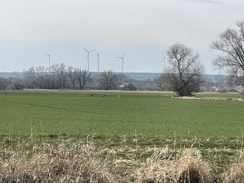 Altrheinrunde von Gimbsheim