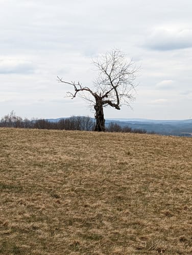 36