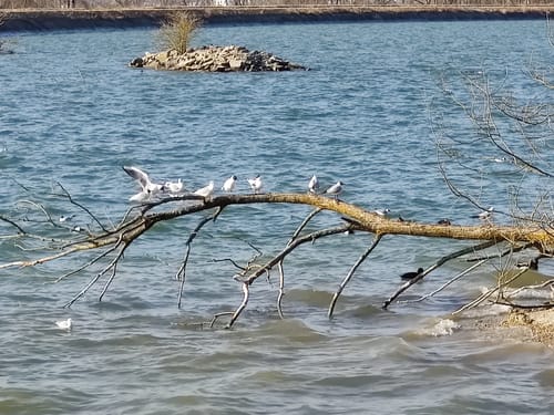 Moosburger Stausee Rundweg