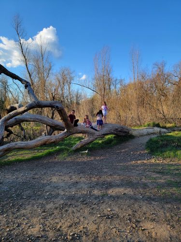 are dogs allowed at anderson river park