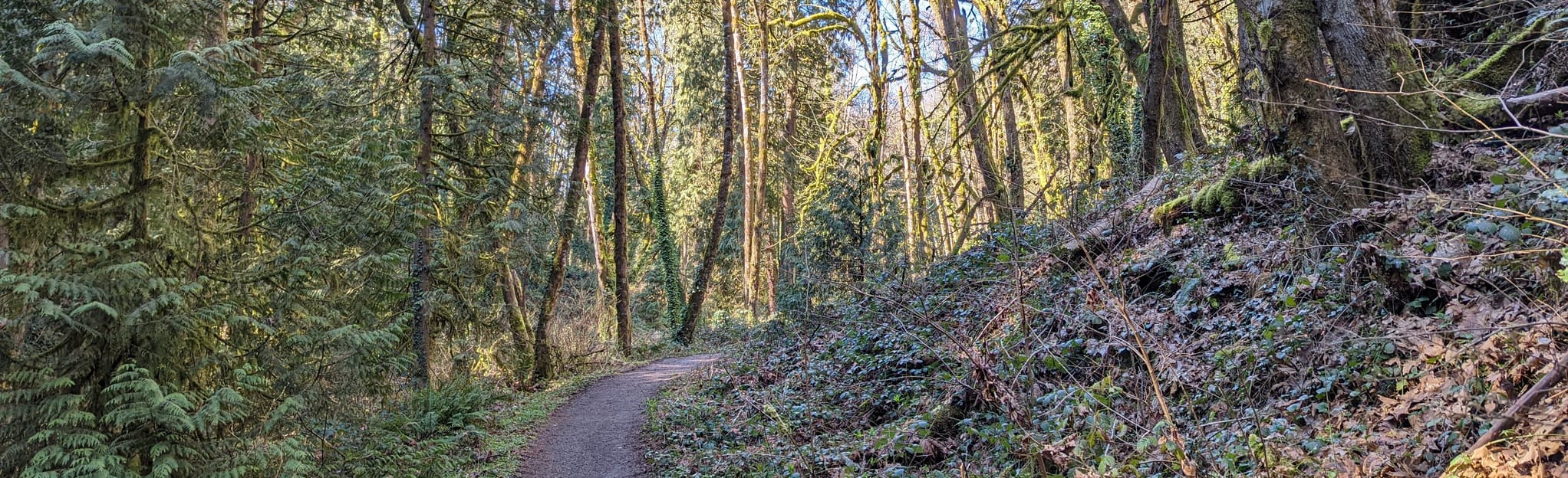 Iron Mountain Trail 124 Reviews, Map Oregon AllTrails