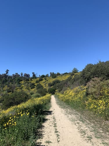 Elysian Park Hiking Trail Best 10 Trails In Elysian Park | Alltrails