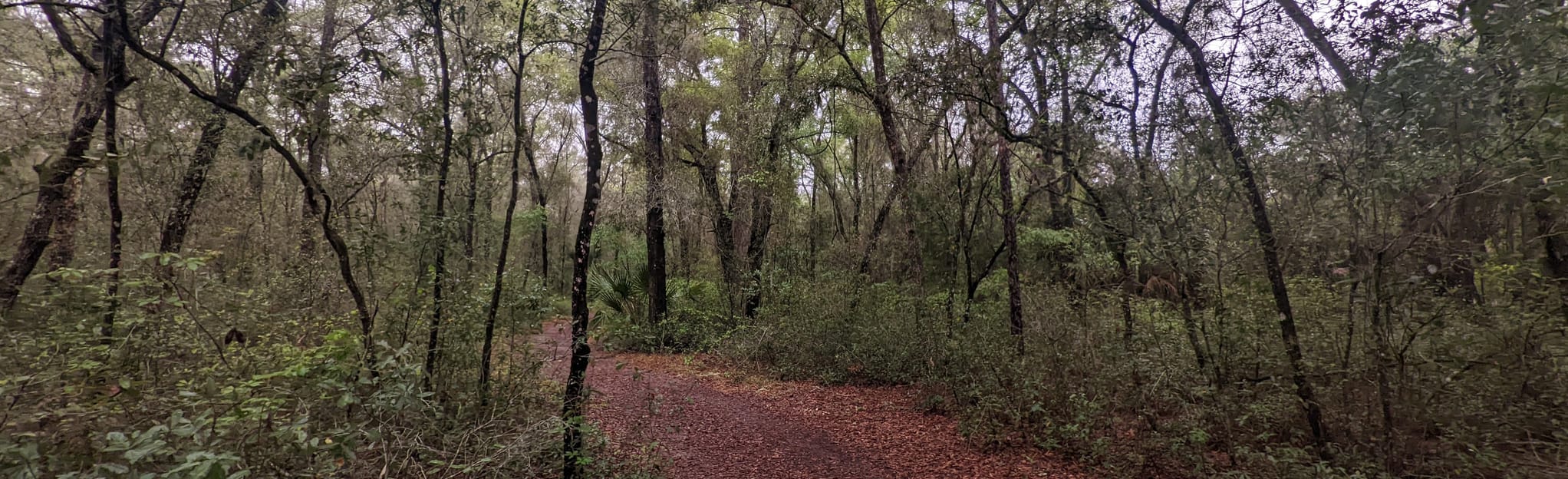 Whispering Pines City Park Red Trail, Florida 15 Reviews, Map