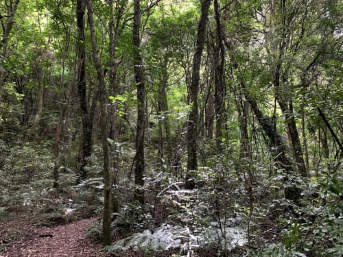 Best Hikes and Trails in Lake Rotoiti and Lake Rotoma Scenic Reserves ...