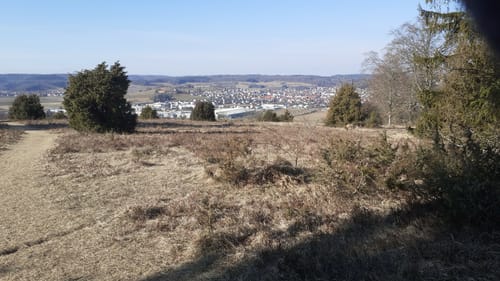 Albschäferweg Etappe 5: Schafhof Steinheim - Zang