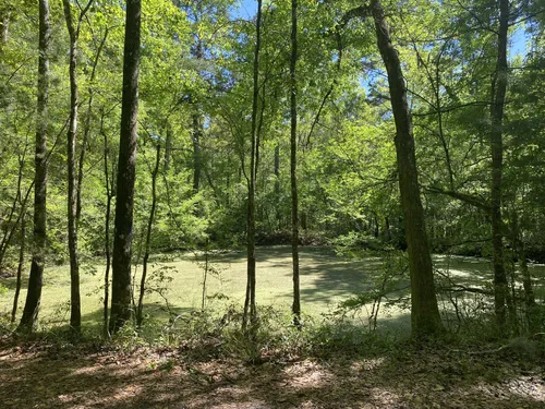 10 Best forest trails in San Felasco Hammock Preserve State Park