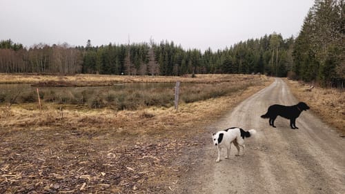 Runde im Haldenwald