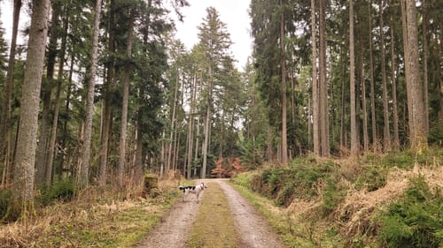 Runde im Haldenwald