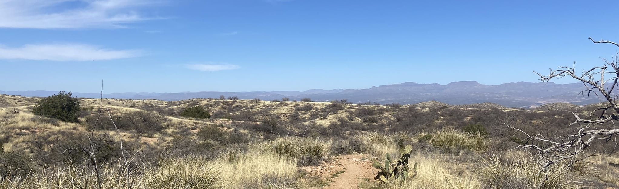 Oracle Nature Trail Loop, Arizona - 142 Reviews, Map | AllTrails