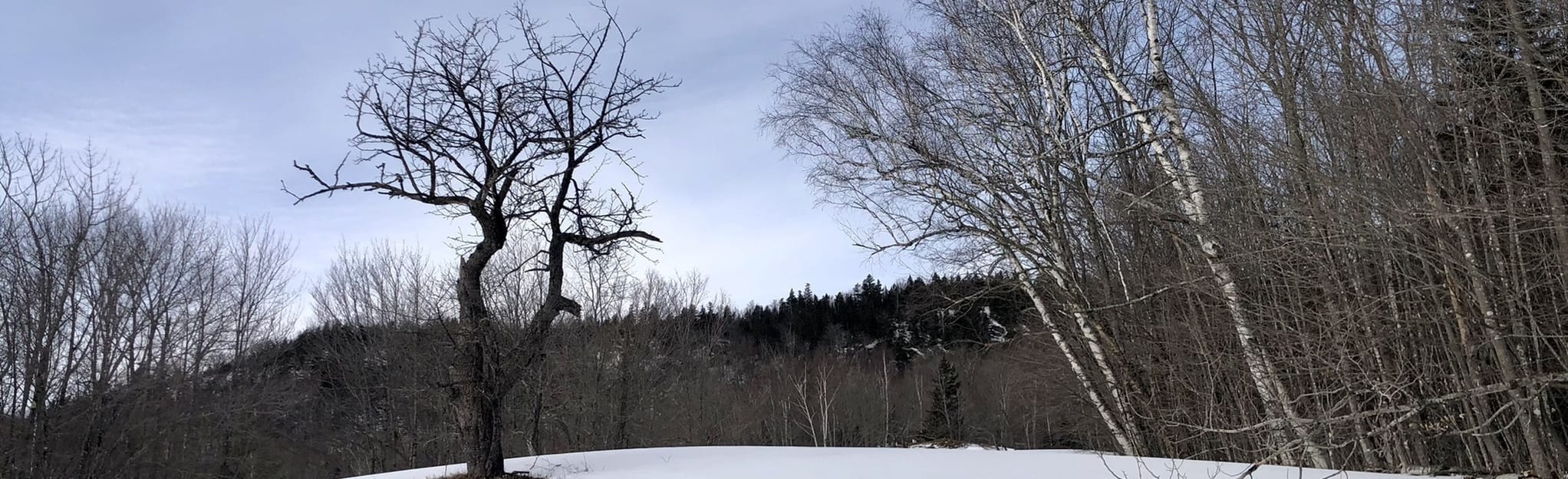 Waldo's Way Loop 12 Reviews, Map New Hampshire AllTrails