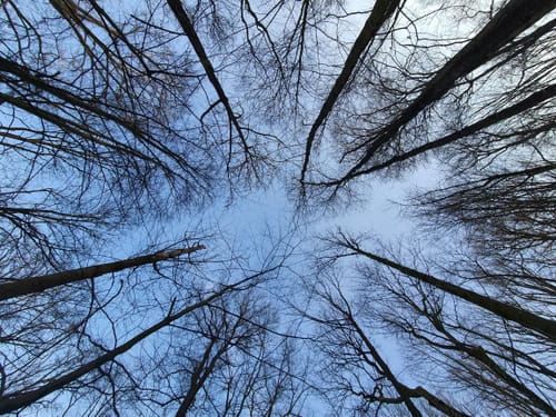 Rundweg Schweizerwald