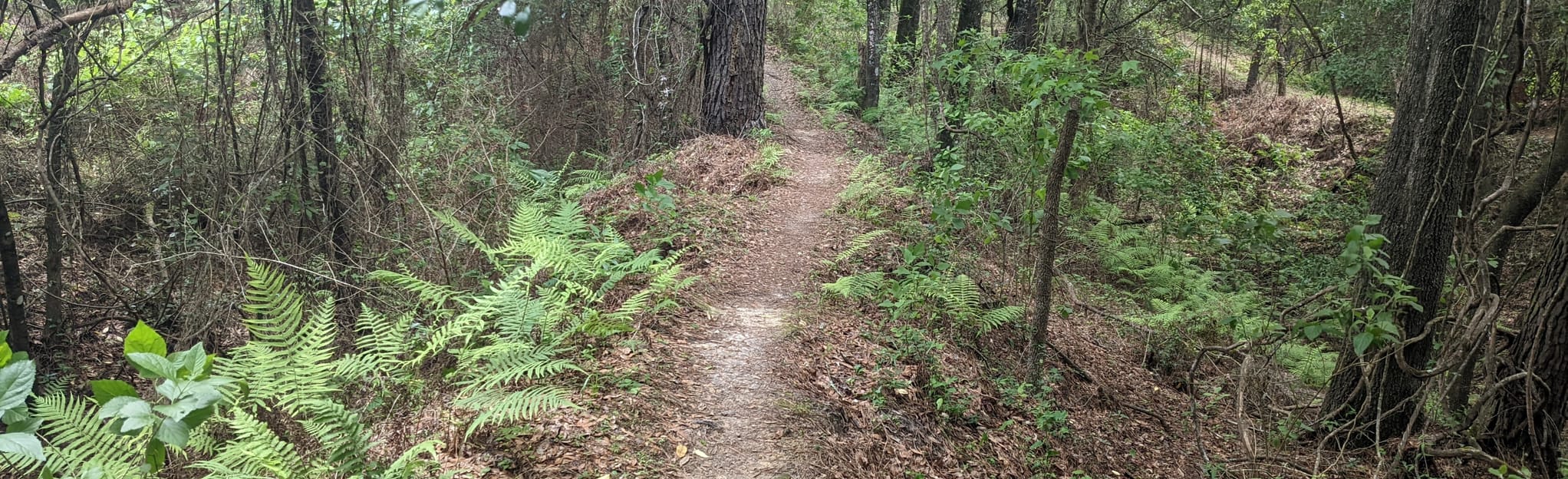 Colelition Loop from Nobleton Croom Rd, Florida 90 Reviews, Map