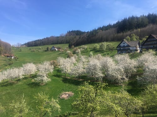 Lautenbacher Hexensteig