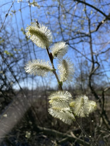 Ums Hochmoor ab Ahrensfelde