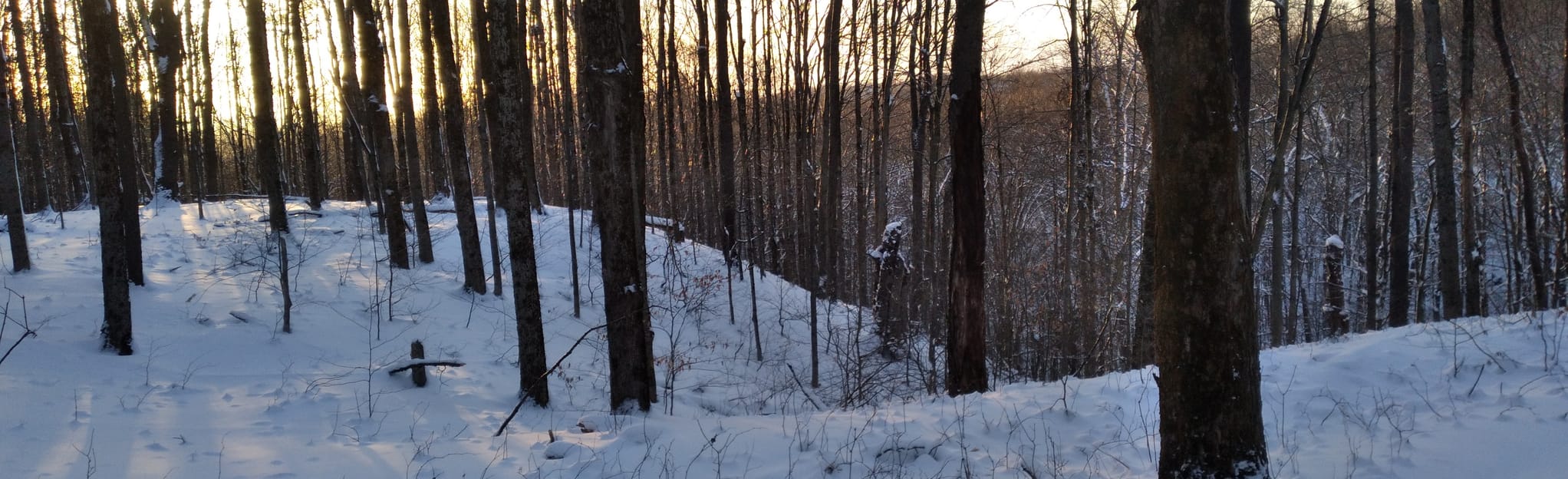 Hinckley State Forest Trail to Black Creek Rd 40 Reviews, Map New