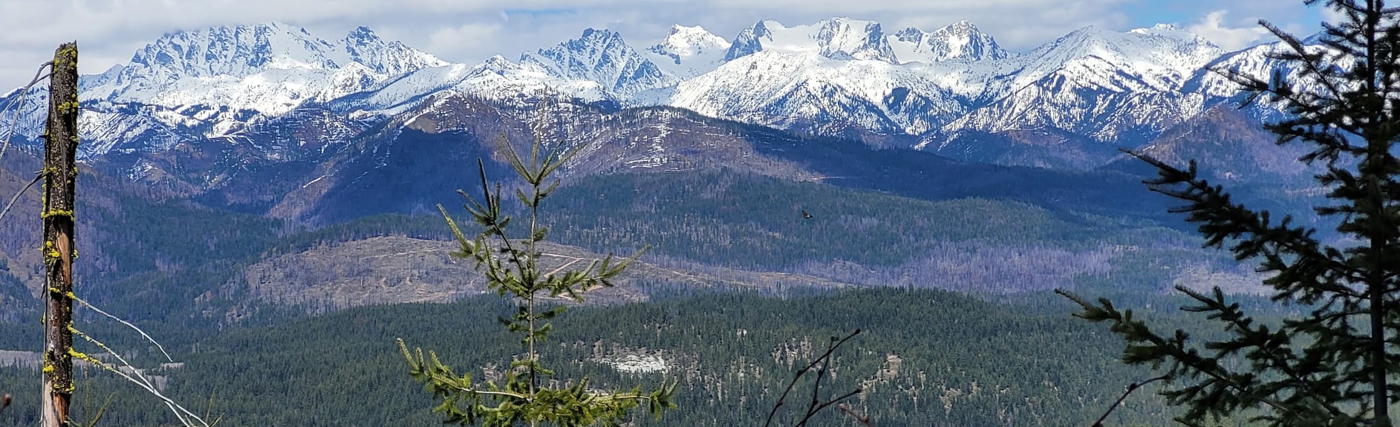 Cle Elum Ridge via Crooked Tree, Main Ridge Road, and Coal Mines Loop