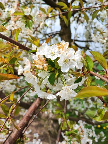 Ockstadter Kirschblüten Wanderung