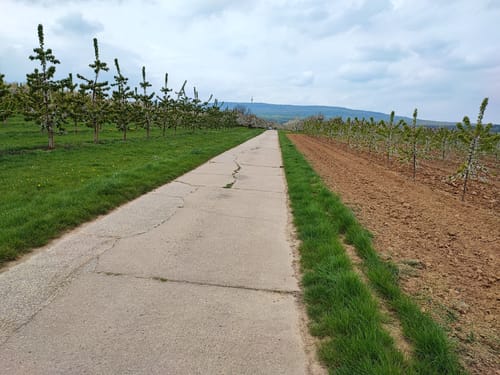 Ockstadter Kirschblüten Wanderung