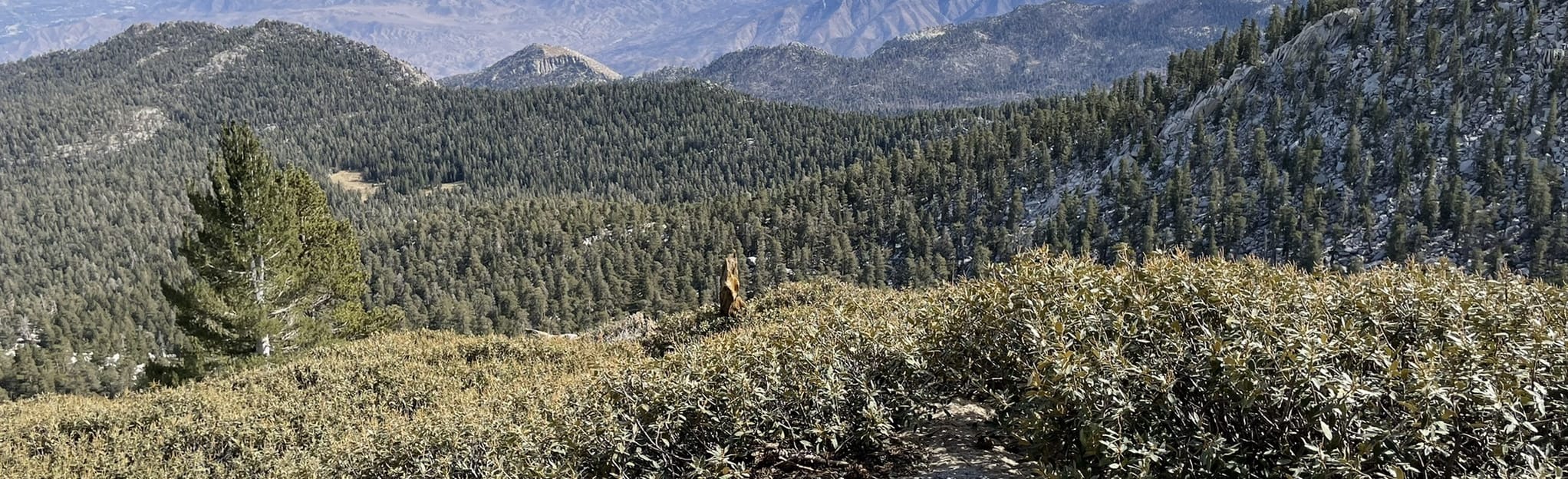 San Jacinto Peak Loop Trail 542 - EyJidWNrZXQiOiJhc3NldHMuYWxsdHJhaWxzLmNvbSIsImtleSI6InVwbG9hZHMvcGhvdG8vaW1hZ2UvNDY1MTE4MjIvOWExYmU1NDA1MTEzYzBjYTM4YjdhZDc1M2UxODI2MWIuanBnIiwiZWRpdHMiOnsidG9Gb3JtYXQiOiJqcGVnIiwicmVzaXplIjp7IndpZHRoIjoyMDQ0LCJoZWlnaHQiOjYyNCwiZml0IjoiY292ZXIifSwicm90YXRlIjpudWxsLCJqcGVnIjp7InRyZWxsaXNRdWFudGlzYXRpb24iOnRydWUsIm92ZXJzaG9vdERlcmluZ2luZyI6dHJ1ZSwib3B0aW1pc2VTY2FucyI6dHJ1ZSwicXVhbnRpc2F0aW9uVGFibGUiOjN9fX0=