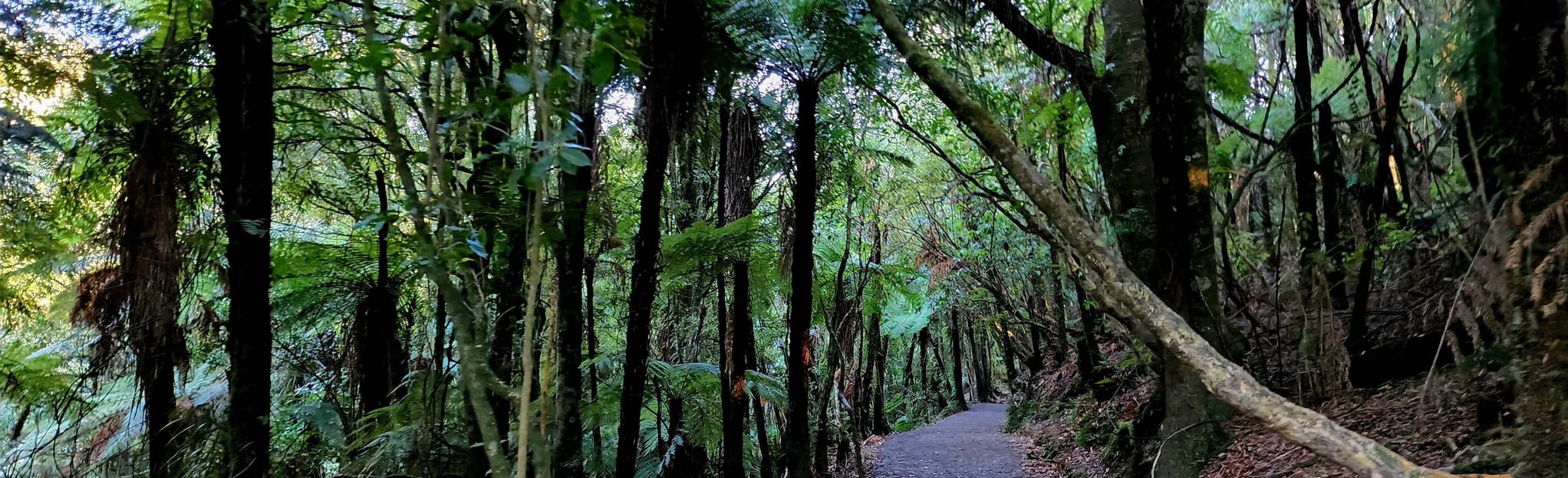 Bridal Veil Falls Walkway 101 Reviews, Map Waikato, New Zealand