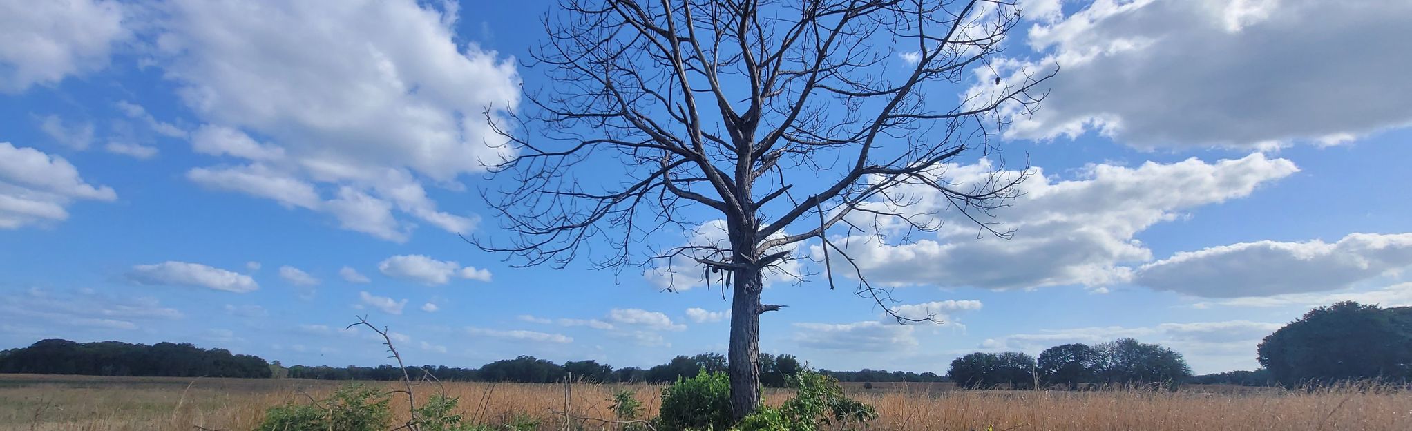 Watermelon Pond and Fox Squirrel Loop : 41 Reviews, Map - Florida