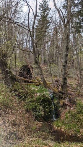 Thranenweier Runde