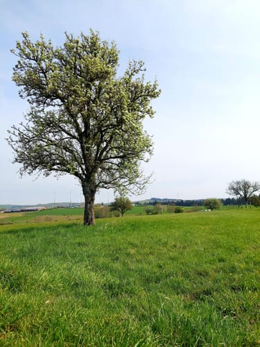 Rund um Morscheid