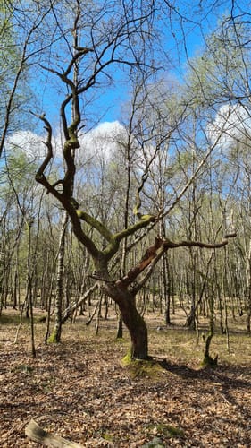 Runde in den Fröruper Bergen