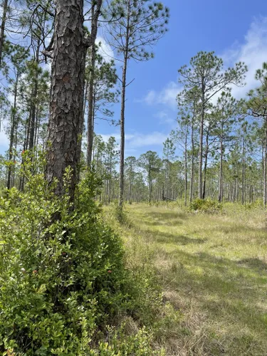 Best Hikes and Trails in Tarkiln Bayou Preserve State Park | AllTrails