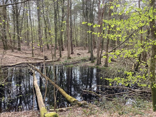 Drei - Holnis - Schausende