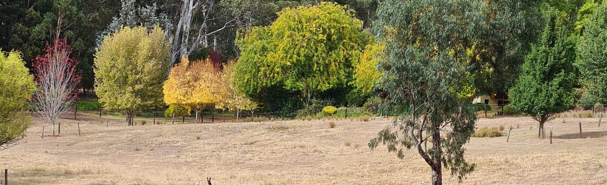 Heysen Trail Mylor to Hahndorf, South Australia, Australia 12