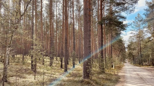 Rundweg bei Beelitz-Heilstätten