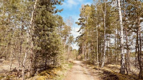 Rundweg bei Beelitz-Heilstätten