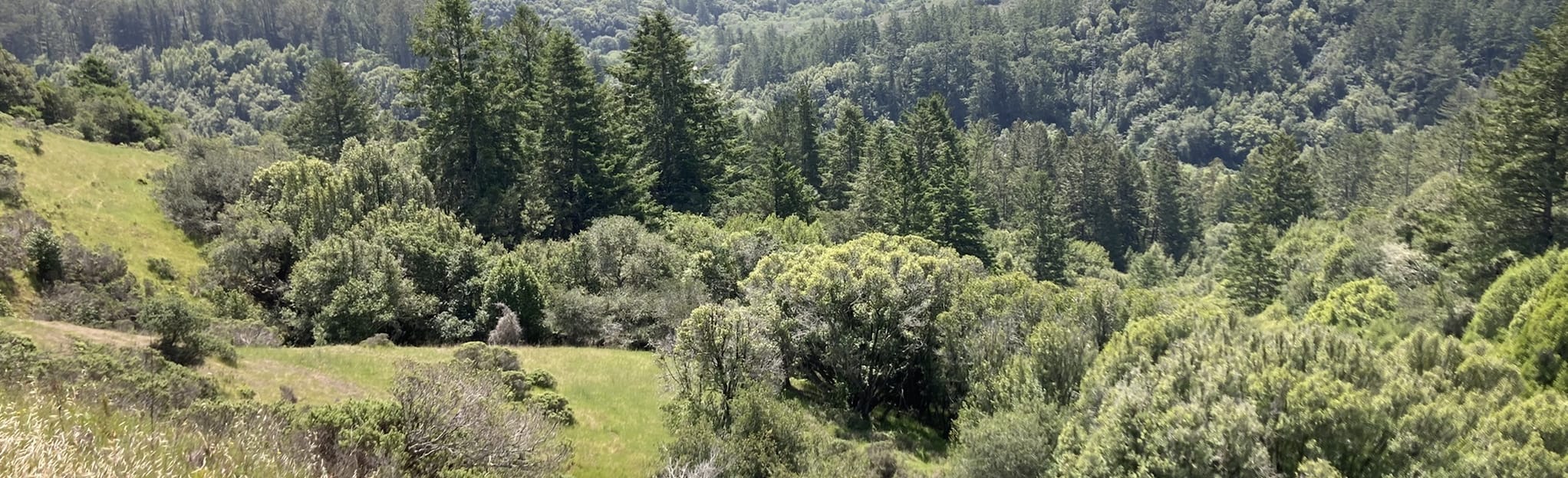 Tourist Club via Dipsea StepsSun Trail 200 Reviews, Map California